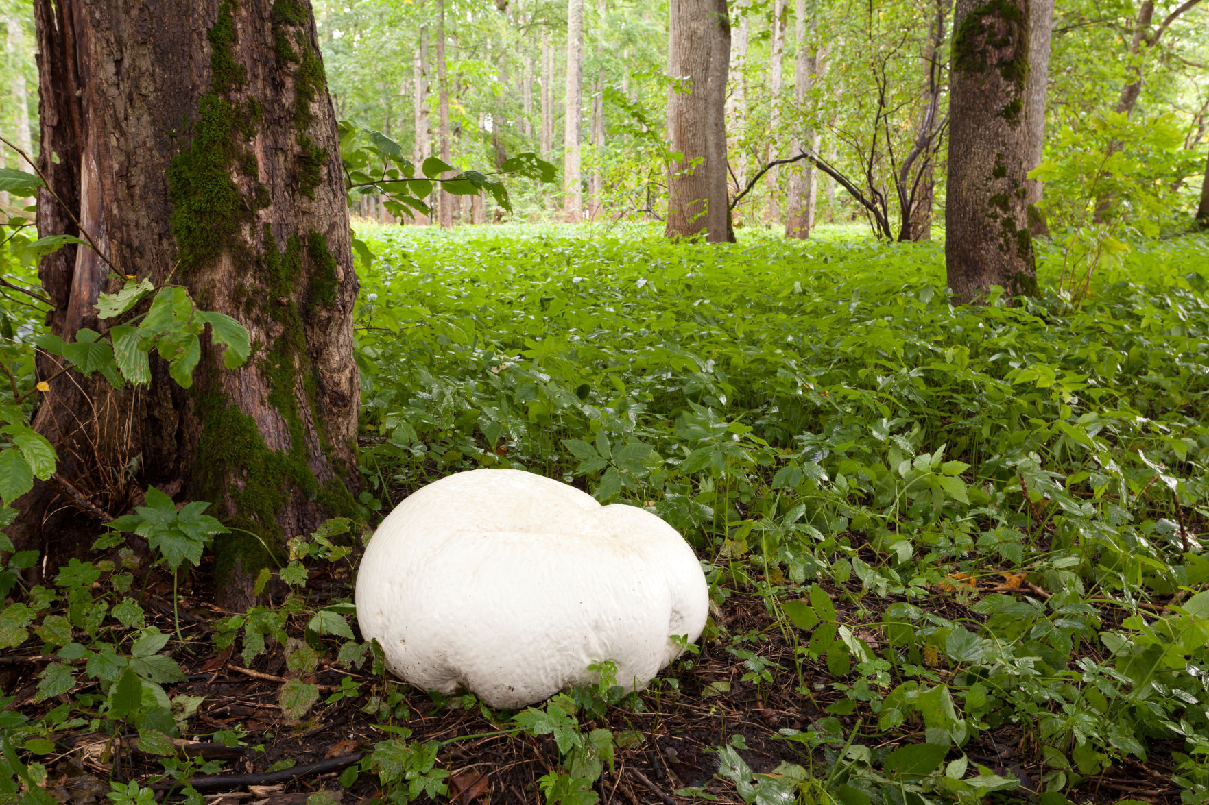 Giant Puffball